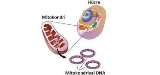 MİTOKONDRİYAL DNA ANALİZİ