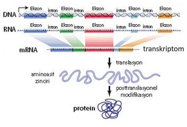 TÜM EKZOM SEKANSLAMA ANALİZİ (WES)